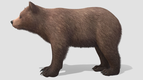 BEAR - FAMILY