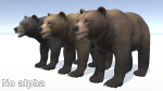 BEAR - FAMILY