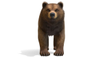 BEAR - FAMILY