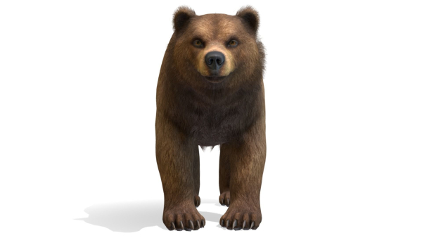 BEAR - FAMILY