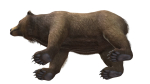BEAR - FAMILY