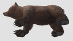 BEAR - FAMILY