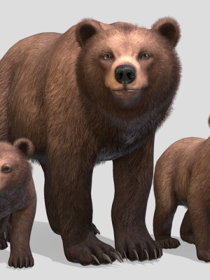 BEAR - FAMILY