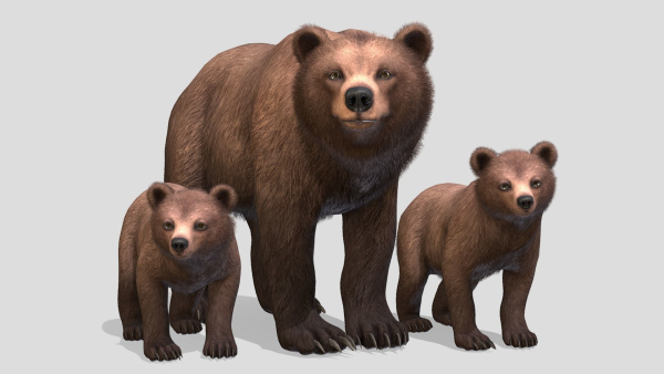 BEAR - FAMILY