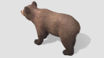 BEAR - FAMILY