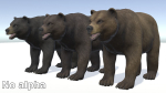 BEAR - FAMILY