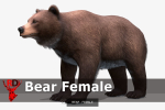 BEAR - FAMILY
