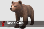 BEAR - FAMILY