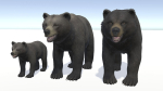 BEAR - FAMILY