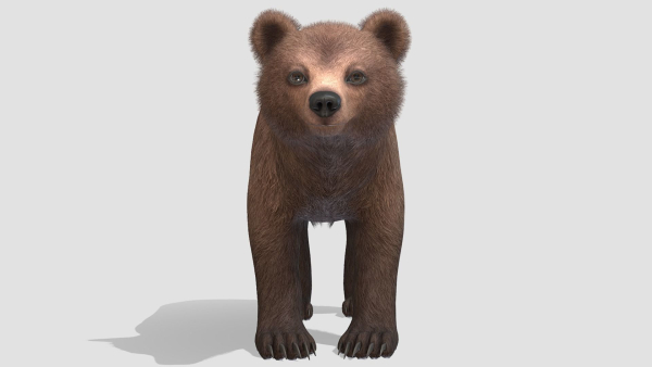 BEAR - FAMILY