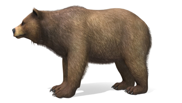 BEAR - FAMILY