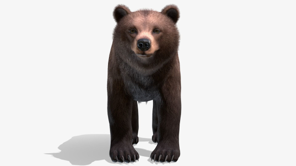 BEAR - FAMILY