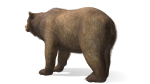 BEAR - FAMILY