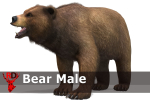 BEAR - FAMILY