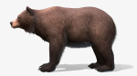 BEAR - FAMILY