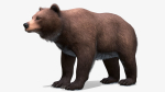 BEAR - FAMILY