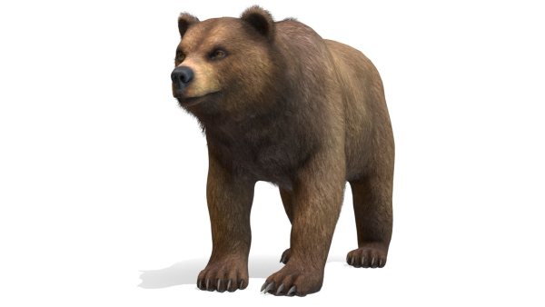 BEAR - FAMILY