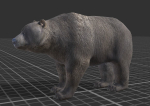 Bear Male 1