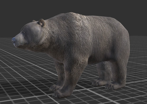 Bear Male 1