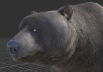 Bear Male 1
