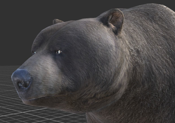 Bear Male 1