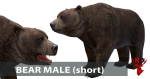 Bear Male 1