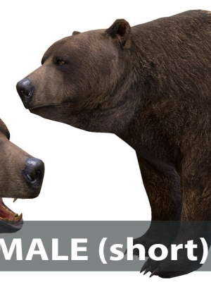 bear-male-short-3d-model-0a32c75696