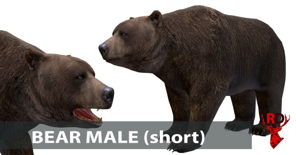 Bear Male 1