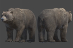 Bear Male 1