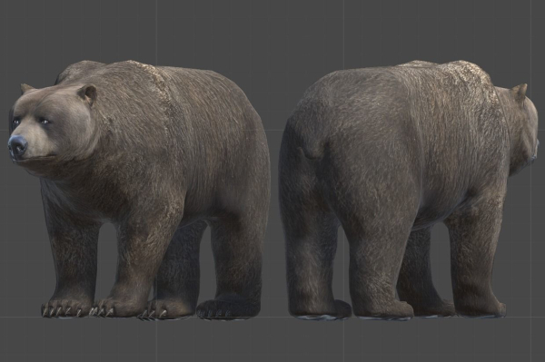Bear Male 1