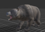 Bear Male 1