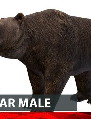 Bear Male 1