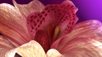 Beautiful Animated Orchid Flower 3D model