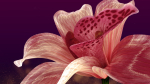 Beautiful Animated Orchid Flower 3D model