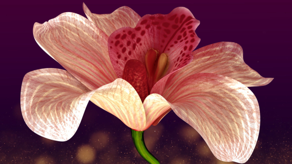 Beautiful Animated Orchid Flower 3D model