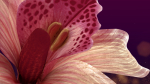 Beautiful Animated Orchid Flower 3D model