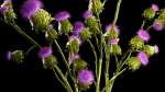 Beautiful bouquet of dried Thistle thorn flowers in a glass vase