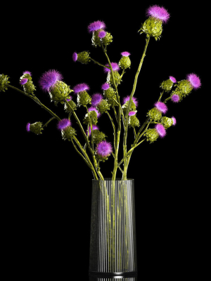 Beautiful bouquet of dried Thistle thorn flowers in a glass vase