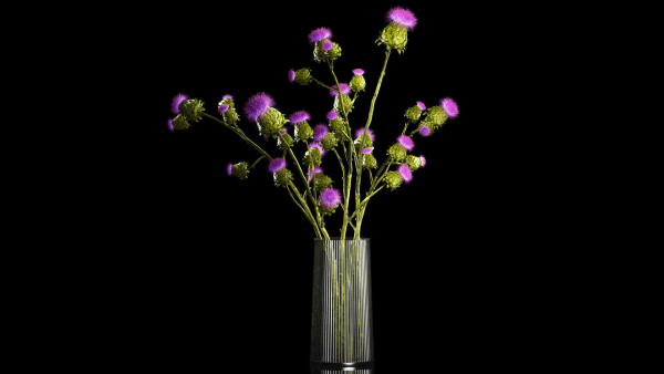 Beautiful bouquet of dried Thistle thorn flowers in a glass vase