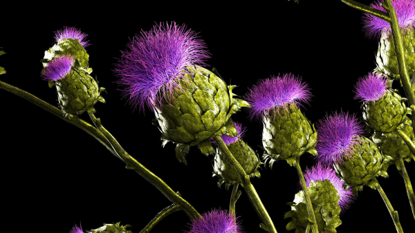 Beautiful bouquet of dried Thistle thorn flowers in a glass vase