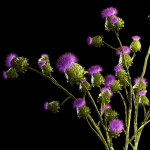 Beautiful bouquet of dried Thistle thorn flowers in a glass vase