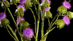 Beautiful bouquet of dried Thistle thorn flowers in a glass vase