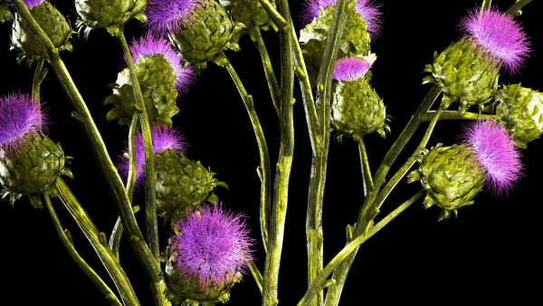 Beautiful bouquet of dried Thistle thorn flowers in a glass vase