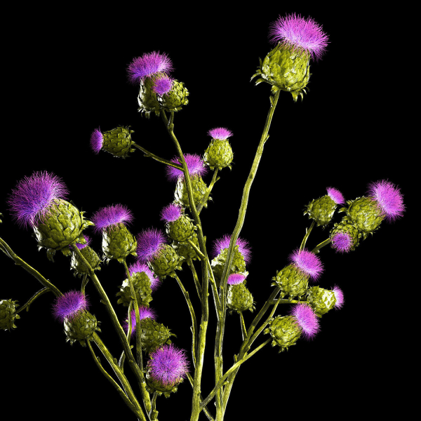 Beautiful bouquet of dried Thistle thorn flowers in a glass vase