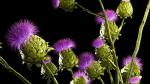 Beautiful bouquet of dried Thistle thorn flowers in a glass vase