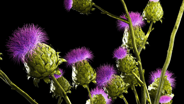 Beautiful bouquet of dried Thistle thorn flowers in a glass vase