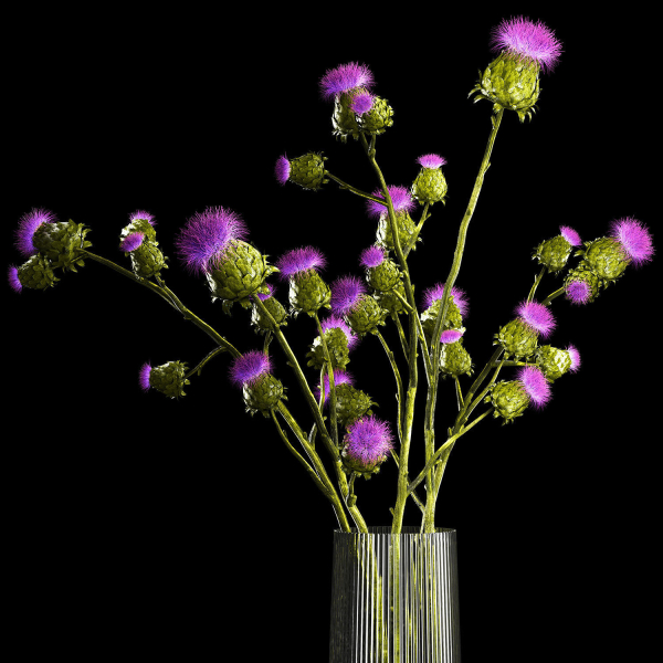 Beautiful bouquet of dried Thistle thorn flowers in a glass vase