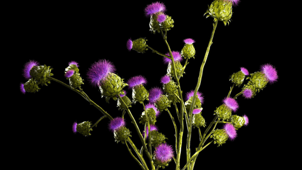 Beautiful bouquet of dried Thistle thorn flowers in a glass vase