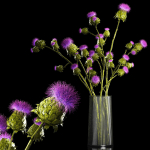 Beautiful bouquet of dried Thistle thorn flowers in a glass vase
