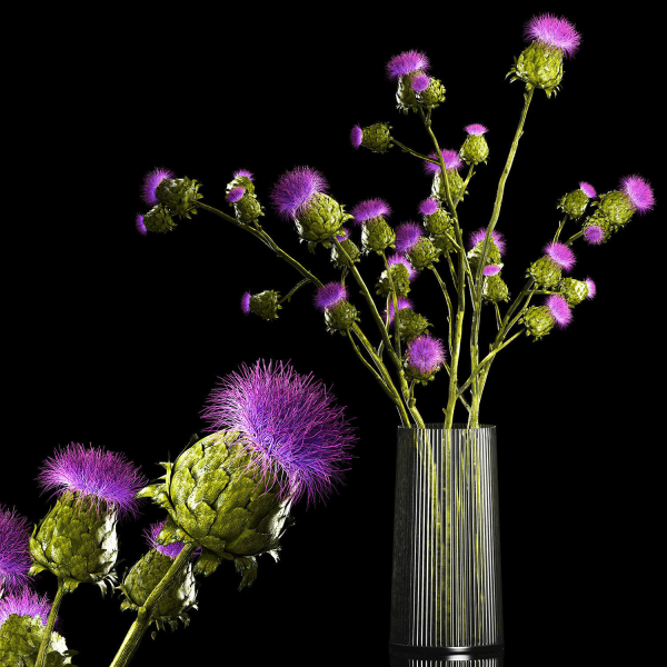 Beautiful bouquet of dried Thistle thorn flowers in a glass vase